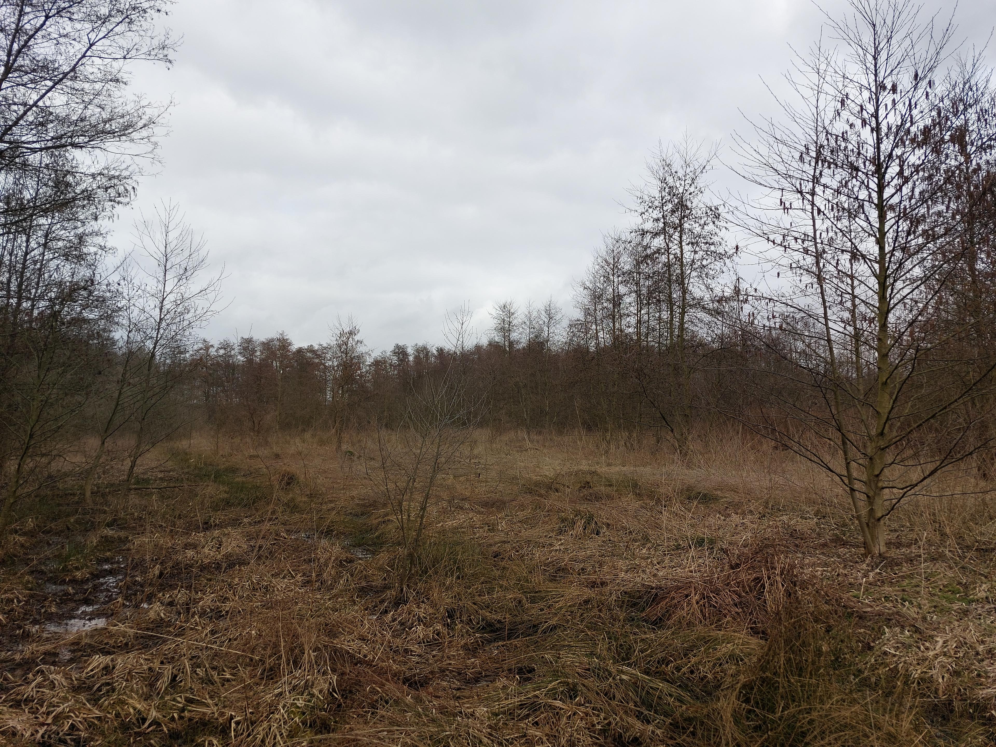 Before tree removal