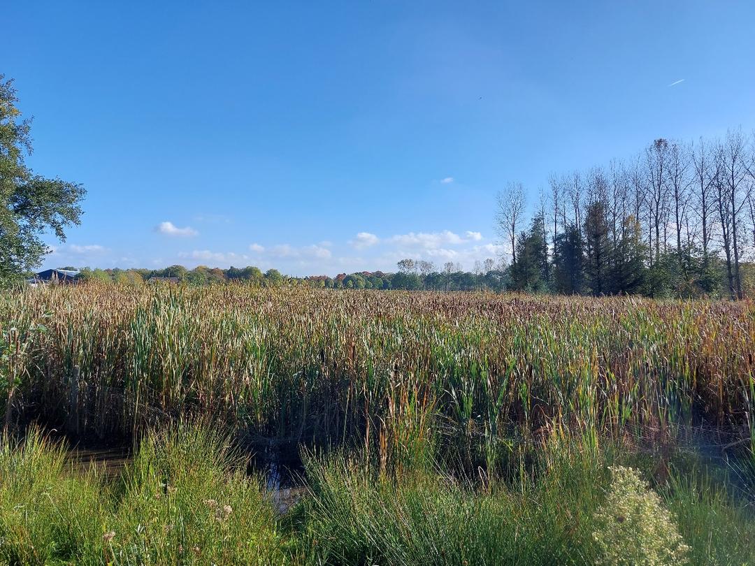 Veldbezoek - Kattenstaartplantage